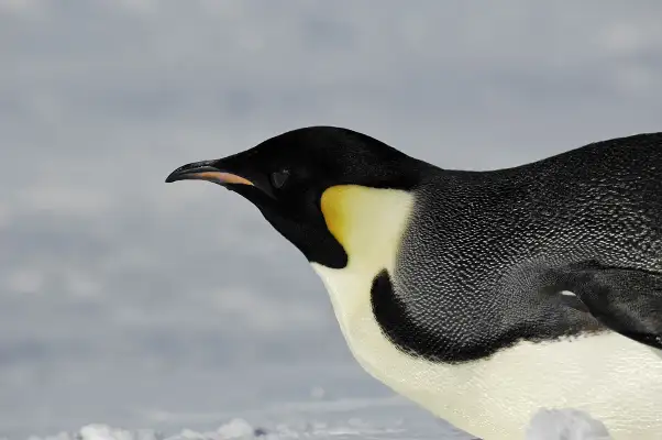 penguin