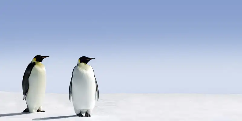 Two penguins